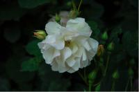 Rosa 'PENELOPE' (100019_0.jpg)