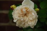 Rosa 'COLONIAL WHITE' (SOMBREUIL) (100091_0.jpg)