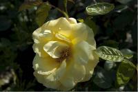 Rosa 'ARTHUR BELL' (100094_0.jpg)