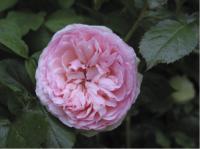Rosa 'EDEN ROSE' (100102_0.jpg)