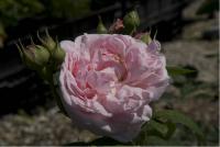 Rosa 'EGLANTYNE' (100152_0.jpg)