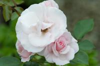 Rosa 'ASPIRIN ROSE' (100190_0.jpg)