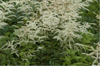 Aruncus dioicus 'Kneiffii' Aruncus dioicus 'Kneiffii' (107_0.jpg)