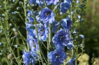 Delphinium 'Mrs Newton Lees' (1088_0.jpg)