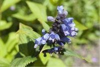 Nepeta subsessilis Nepeta subsessilis (1367_0.jpg)