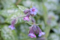 Pulmonaria 'Mary Mottram' (1403_0.jpg)