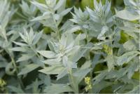 Artemisia ludoviciana 'Valerie Finnis' (1553_0.jpg)