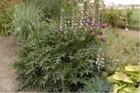 Acanthus spinosus Acanthus spinosus (1608_0.jpg)