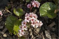 Bergenia stracheyi 'Afghanica' Bergenia stracheyi 'Afghanica' (161_0.jpg)