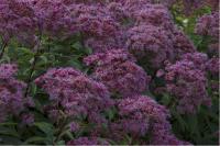 Eupatorium maculatum 'Riesenschirm' Eupatorium maculatum 'Riesenschirm' (1755_0.jpg)