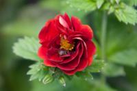Potentilla 'Flambeau' Potentilla 'Flambeau' (1767_0.jpg)