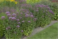 Eupatorium maculatum 'Purple Bush' Eupatorium maculatum 'Purple Bush' (1826_0.jpg)