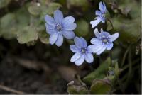 Hepatica transsylvanica 'Buis' Hepatica transsylvanica 'Buis' (1988_0.jpg)