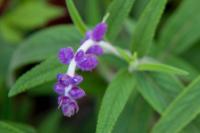 Salvia leucantha 'Purple Velvet' (2459_0.jpg)