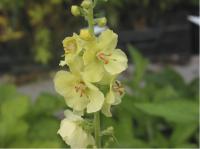 Verbascum 'Gainsborough' Verbascum 'Gainsborough' (2751_0.jpg)