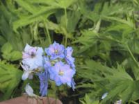 Delphinium 'Schönbuch' (286_0.jpg)