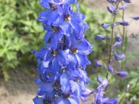 Delphinium 'Sommernachtstraum' (287_0.jpg)