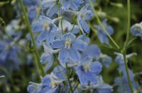 Delphinium 'Capri' (2914_0.jpg)