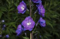 Delphinium 'Christel' (2999_0.jpg)