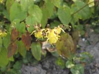 Epimedium davidii (3000_0.jpg)