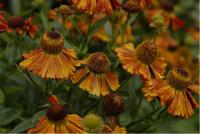 Helenium 'Baudirektor Linne' Helenium 'Baudirektor Linne' (3169_0.jpg)
