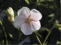 Geranium clarkei 'Kashmir White' (377_0.jpg)
