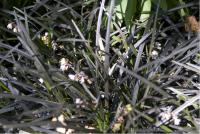 Ophiopogon planiscapus 'Niger' (4203_0.jpg)