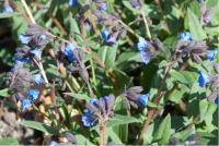 Pulmonaria 'Blue Ensign' Pulmonaria 'Blue Ensign' (4204_0.jpg)