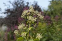 Aralia continentalis Aralia continentalis (4422_0.jpg)