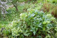 Helleborus argutifolius Helleborus argutifolius (444_0.jpg)
