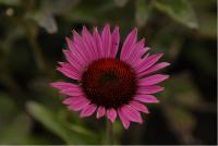 Echinacea purpurea 'Vintage Wine' (4455_0.jpg)