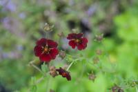 Potentilla atrosanguinea 'Arabesque' Potentilla atrosanguinea 'Arabesque' (4546_0.jpg)