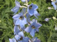 Delphinium 'Perlmutterbaum' (4580_0.jpg)