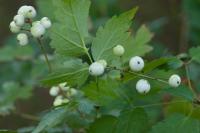 Actaea rubra f neglecta (4638_0.jpg)