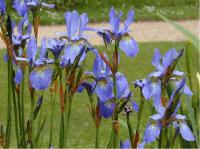 Iris 'Perry's Blue' (497_0.jpg)