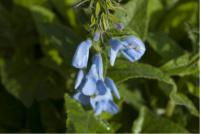 Salvia patens 'Cambridge Blue' (5017_0.jpg)