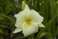 Hemerocallis 'Joan Senior' Hemerocallis 'Joan Senior' (5259_0.jpg)