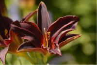Hemerocallis 'Black Emanuelle' Hemerocallis 'Black Emanuelle' (5262_0.jpg)