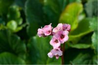 Bergenia 'Magic Giant' Bergenia 'Magic Giant' (5541_0.jpg)
