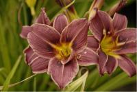Hemerocallis 'Jockey Club' Hemerocallis 'Jockey Club' (5586_0.jpg)