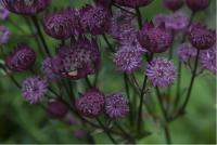 Astrantia major 'Blues Night' Astrantia major 'Blues Night' (5879_0.jpg)