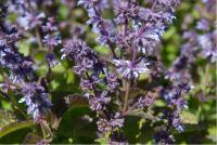 Salvia verticillata 'Hannay's Blue' Salvia verticillata 'Hannay's Blue' (6231_0.jpg)