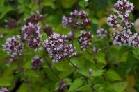Origanum vulgare Origanum vulgare (630_0.jpg)
