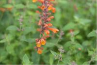 Agastache aurantiaca 'Tango' Agastache aurantiaca 'Tango' (6685_0.jpg)