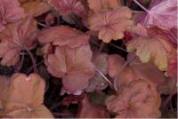 Heuchera 'Autumn Leaves' (6729_0.jpg)