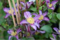 Clematis 'Exiting' (6894_0.jpg)