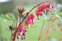 Dicentra spectabilis 'Valentine' Dicentra spectabilis 'Valentine' (6900_0.jpg)