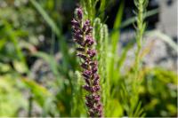 Liatris aspera Liatris aspera (6930_0.jpg)