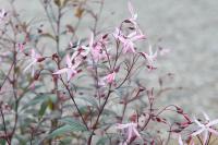 Porteranthus trifoliatus 'Pink Profusion' (6978_0.jpg)