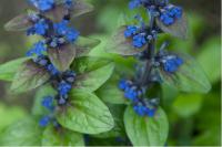 Ajuga reptans 'Rowden Royal Purple' Ajuga reptans 'Rowden Royal Purple' (7000_0.jpg)